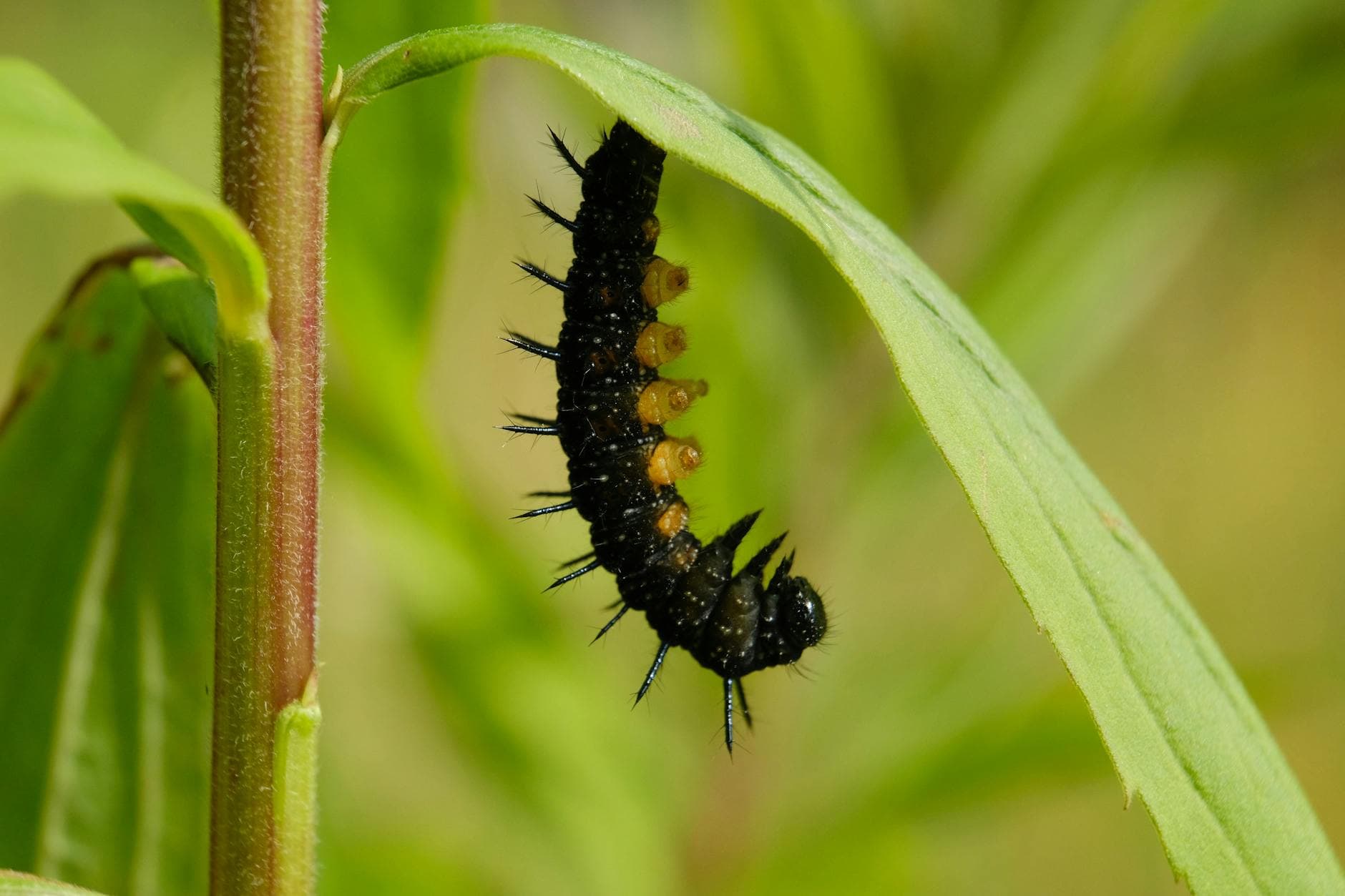 Alex Johnson - Owner